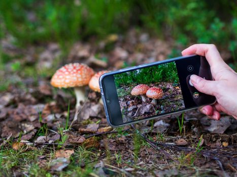 A woman is filming a fly agaric on her phone. photo
