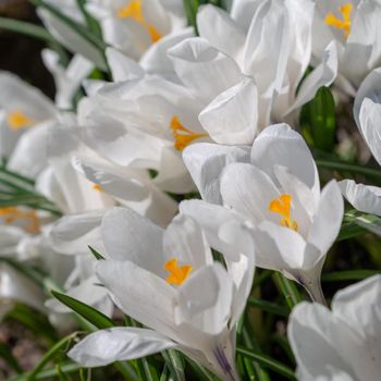 White crocuses growing on the ground in early spring. First spring flowers blooming in garden. Spring meadow full of white crocuses, Bunch of crocuses. White crocus blossom close up. Early spring