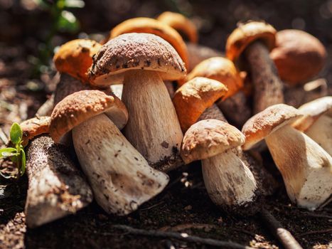 Collected porcini mushrooms on the ground. Pile of porcini mushrooms