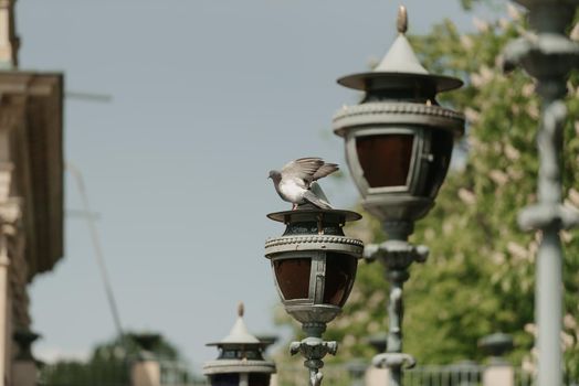 Warsaw, Poland - MAY 12, 2022: The pigeon on the head of the lamppost on the Palace on the Isle in Royal Baths Park, Lazienki Park