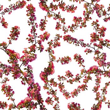 Apple blossom branch of flowers cherry. Traditional ornate spring flowers sakura pattern seamless. White flower buds on a tree. Sacura collage artistic illustration.