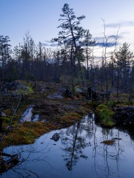 Lonely Pine tree on the rocky area by the lake. Republic of Karelia. Northern nature