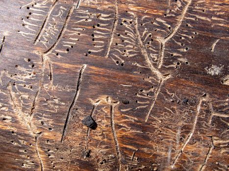 Patterns of various shapes on wood, left by the bark beetle. The tree was eaten by the bark beetle