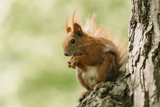 The red fluffy squirrel is eating a nut on the branch of the tree in the Royal Baths Park, Lazienki Park