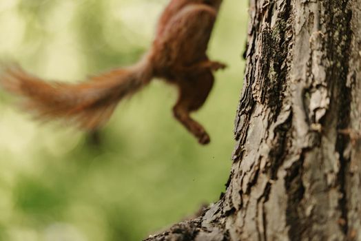 The ass of a red squirrel who is jumping on the trunk of the tree in the forest