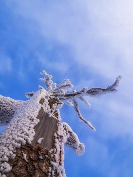 Fabulous winter landscape. Snow-covered trees in the Ural winter forest