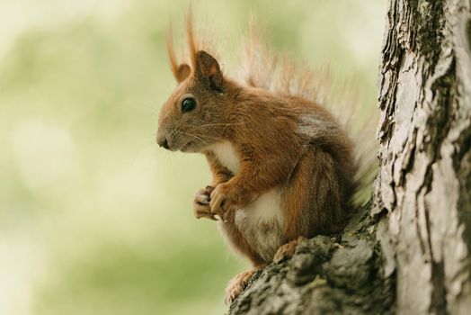 The red squirrel is sitting on the branch of the tree in the Royal Baths Park, Lazienki Park