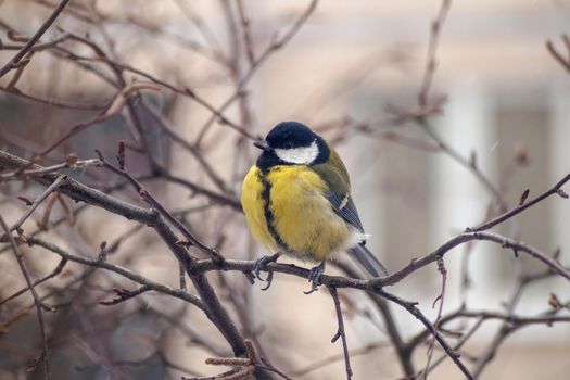 A great tit sits on a tree branch. Bird close up