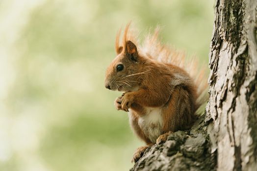 The red squirrel is eating a nut on the branch of the tree in the Royal Baths Park, Lazienki Park