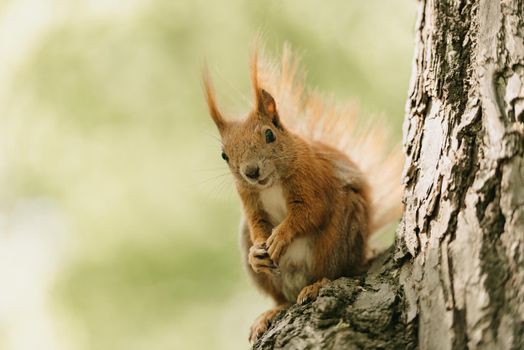 The red squirrel is posing on the branch of the tree in a park