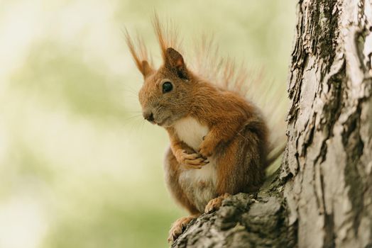 The red fluffy squirrel is posing on the branch of the tree in a park