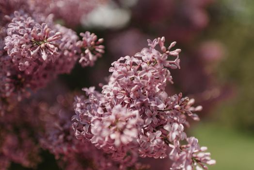 A bunch of flowering lilac in the park in may at noon