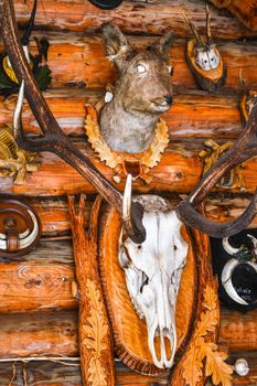 sun bleached skull of large animals such as cow, horse, or mule. hanging on wooden fencepost in desert on wooden wall