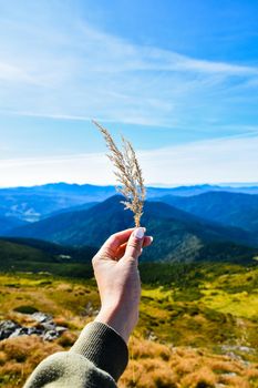 Dry grass in the woman's hand against the background of the mountain landscape and blue sky. Travel freedom concept.