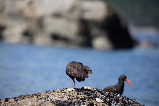 Black Oystercatcher hiding under its wings while standing on a shell covered rock with another bird and water in the background, near Ballet Bay, Sunshine Coast, British Columbia