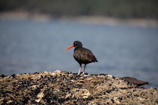 Black Oystercatcher standing on a shell covered rock with water in the background, near Ballet Bay, Sunshine Coast, British Columbia