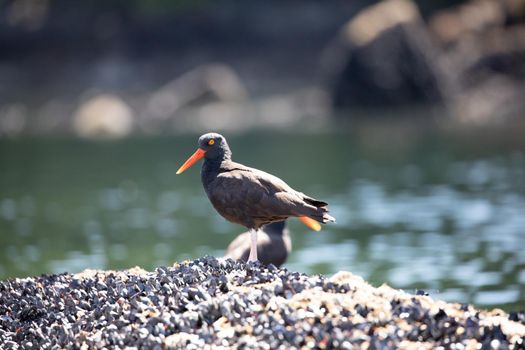 Black Oystercatcher walking on a shell covered rock with water in the background, near Ballet Bay, Sunshine Coast, British Columbia