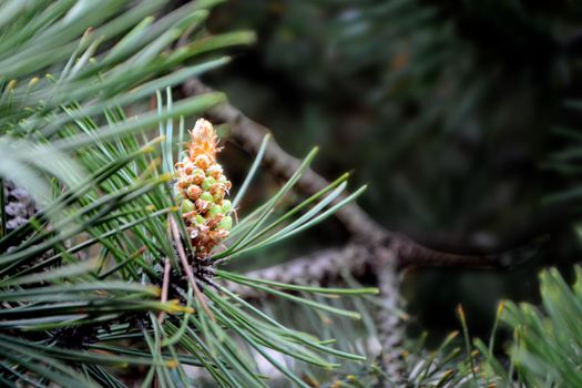 A twig of pine and a young pine cone. High quality photo