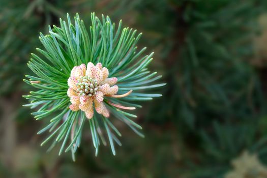 A twig of pine and a young pine cone. High quality photo