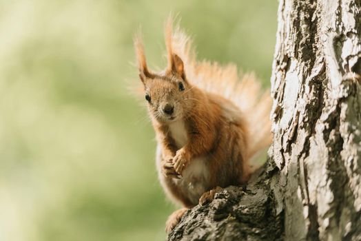 The red squirrel is posing on the branch of the tree in a forest