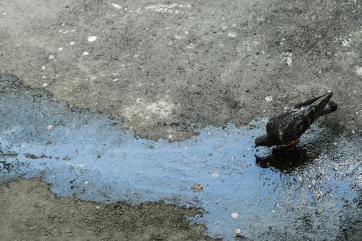 A pigeon drinking from a dirty puddle.