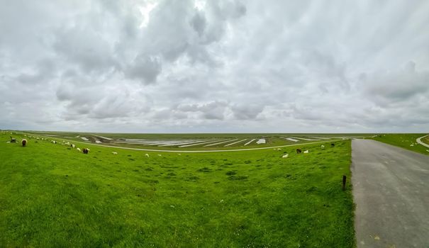 Sheep on a green dike at the North Sea near Husum