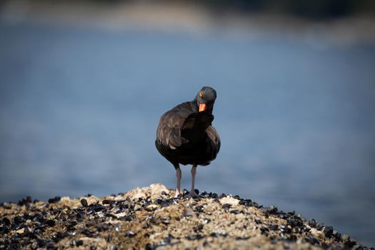 Black oystercatcher preening and cleaning its feathers while standing on a shell covered rock with water in the background, near Ballet Bay, Sunshine Coast, British Columbia