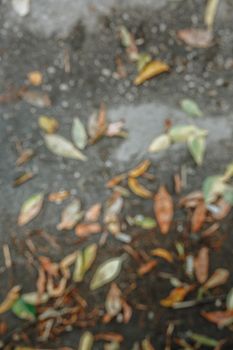 Leaves mixed with garbage lying on the asphalt It rained.