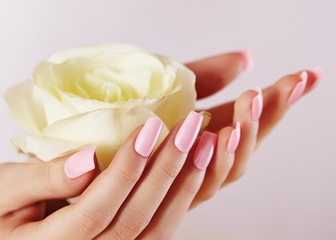 Elegant female hands with Pink Manicured Nails. Beautiful fingers holding White rose flower. Gentle Manicure with light Polish