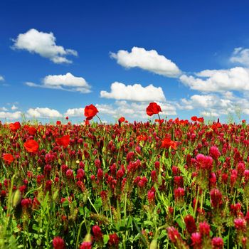 Summer landscape. Beautiful flowering field with poppies and clovers. Colorful nature background with sun and blue sky.