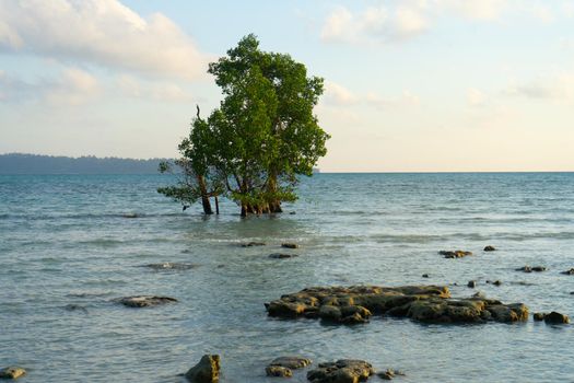 sunrise dusk shot showing a lone mangrove tree in the middle of the ocean on a beach and the red gold colors of dawn shot in havelock swaraj dweep island