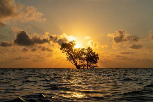 low sunrise shot with the light and red colors reflected in the waves and the silhouette of lone mangrove tree in the middle of the ocean in havelock swaraj dweep andaman India