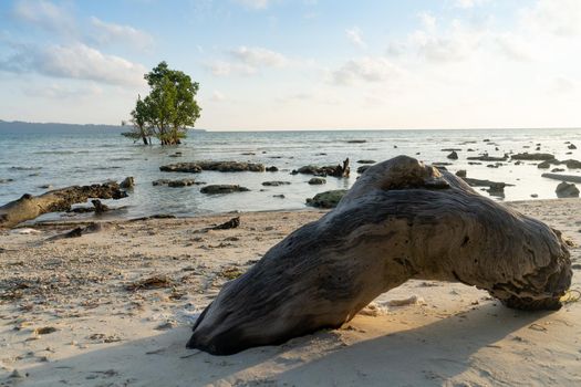 mobile phone sitting on curved tree log in foreground and a mangrove tree in the background in andaman nicobar island India