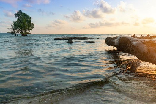 tree log on the beach with corn blue green water panning to mangrove tree with the blue red cloudy sky sunrise dawn shot at havelock andaman island India