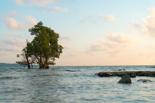 sunrise dusk shot showing a lone mangrove tree in the middle of the ocean on a beach and the red gold colors of dawn shot in havelock swaraj dweep island