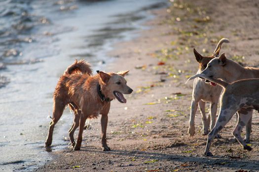 Indian pet dogs playing on the beach splashing water around while they run in goa, havelock, andaman islands showing pets travelling with family