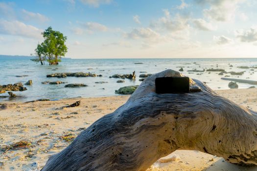 mobile phone sitting on curved tree log with blank screen with scenic sea, tree in background showing access of internet across the world