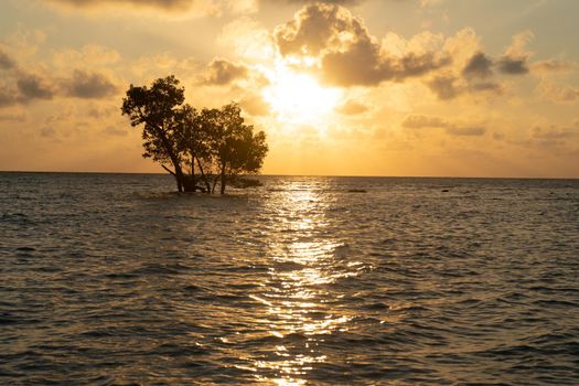 low sunrise shot with the light and red colors reflected in the waves and the silhouette of lone mangrove tree in the middle of the ocean in havelock swaraj dweep andaman India