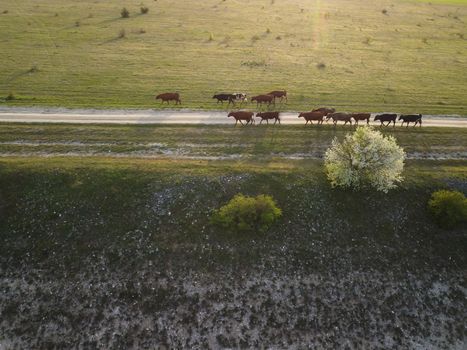 Flying over a small herd of cattle cows walking uniformly down farm road on the hill. Black, brown and spotted cows. Top down aerial view of the countryside on a sping sunset. Idyllic rural landscape