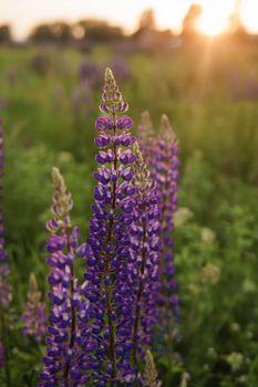 Bunch of violet blue lupine flowers in a summer meadow background.