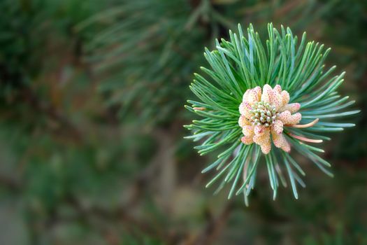 A twig of pine and a young pine cone. High quality photo