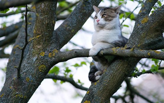 The cat is sitting on a tree. The cat is stuck in a tree.