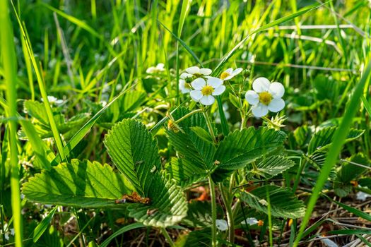 White strawberry flowers on a green background close-up.