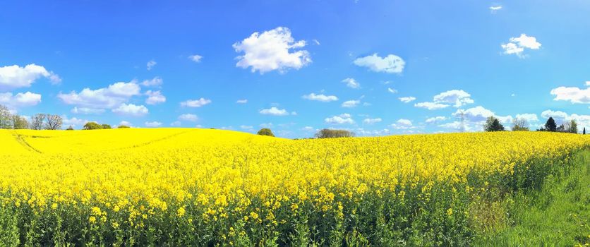 Beautiful high resolution panorama of a northern european country landscape with fields and green grass.