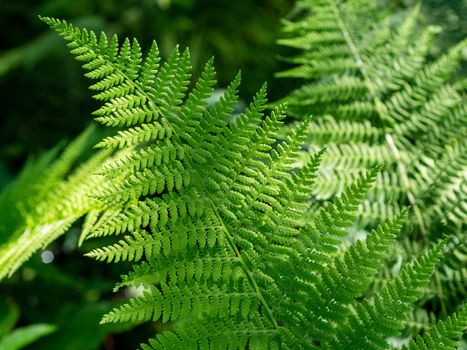 beautyful ferns leaves green foliage natural floral fern background