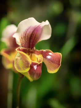 close up wild yellow and white orchid flowers with buds