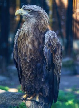 White-tailed eagle on a tree in summer