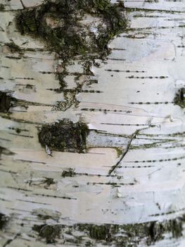 white birch bark macro background texture