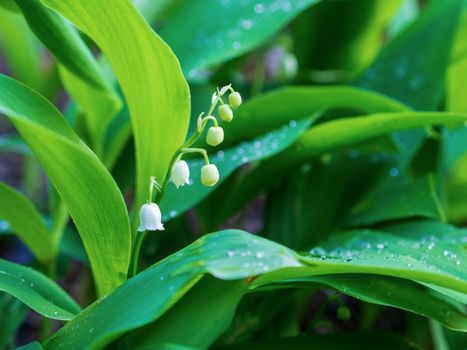 Dew, water drops on the leaves of Convallaria majalis common Lily of the valley
