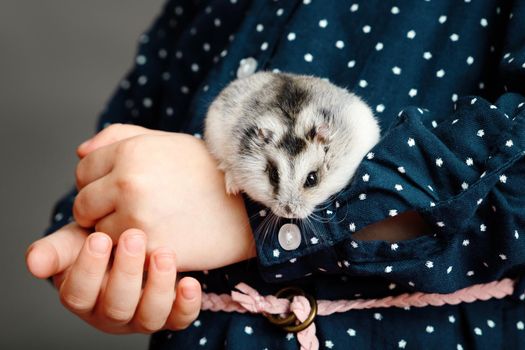 The kid holds a grey hamster in his hands. Hands of a child with a cute fluffy little pet.